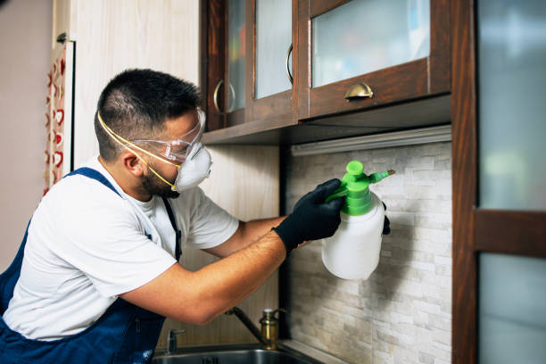 Best Termite Control Services  in Lawrence, MA