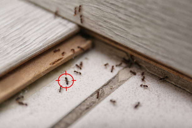 Insect Control in Lawrence, MA