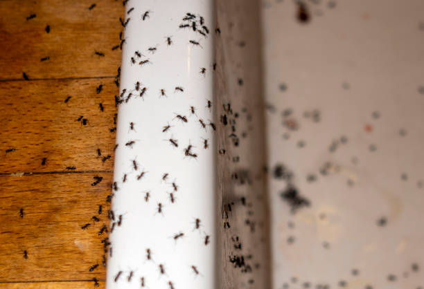 Best Wasp Removal Services  in Lawrence, MA