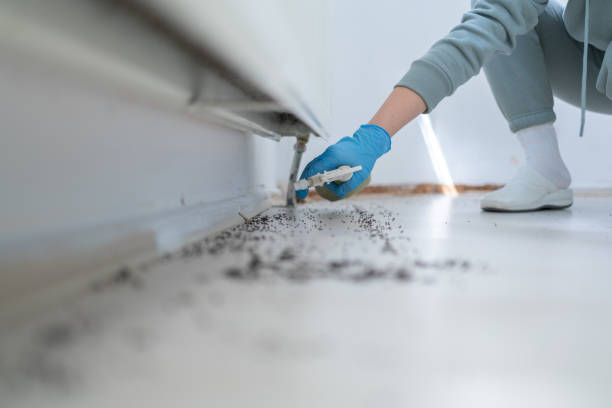 Best Affordable Pest Control Services  in Lawrence, MA